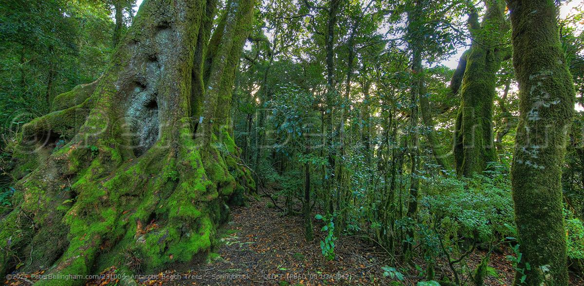 Peter Bellingham Photography Antarctic Beech Trees - Springbrook - QLD T (PB5D 00 U3A3942)